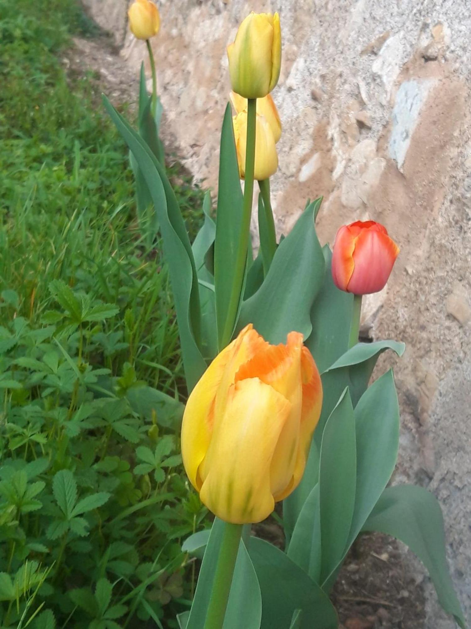 Corte Martinola Bed&Breakfast In Franciacorta Ome Luaran gambar